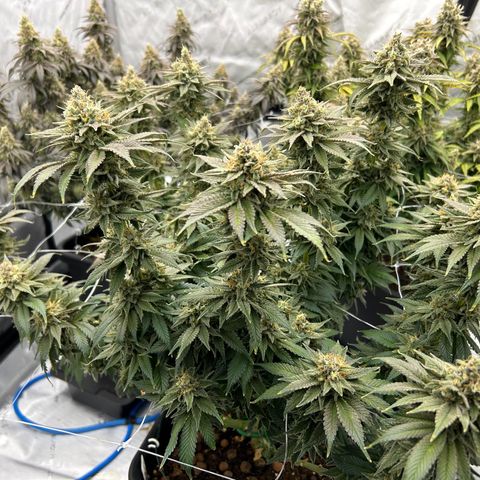 Strawberry Amnesia #2 Scrog growlog timeline photo
