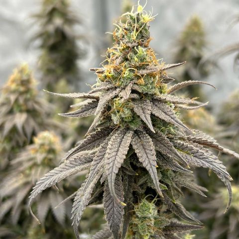 Strawberry Amnesia #1 Scrog growlog timeline photo