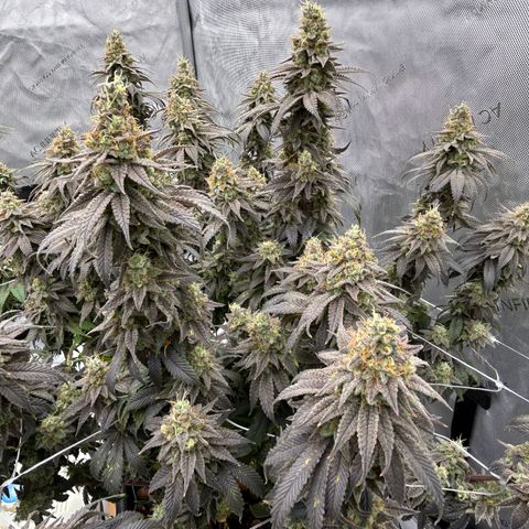 Strawberry Amnesia #1 Scrog growlog timeline photo
