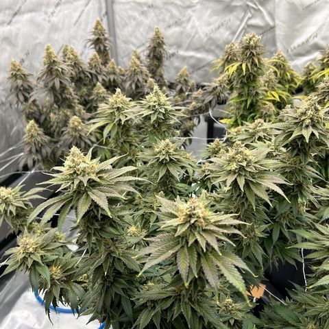 Strawberry Amnesia #2 Scrog growlog timeline photo