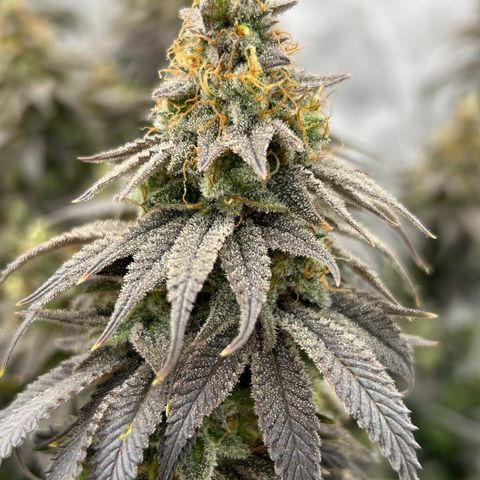 Strawberry Amnesia #1 Scrog growlog timeline photo