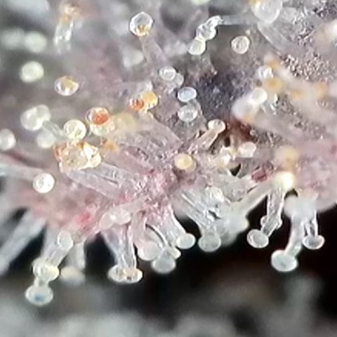 Strawberry Amnesia #1 Scrog growlog timeline photo