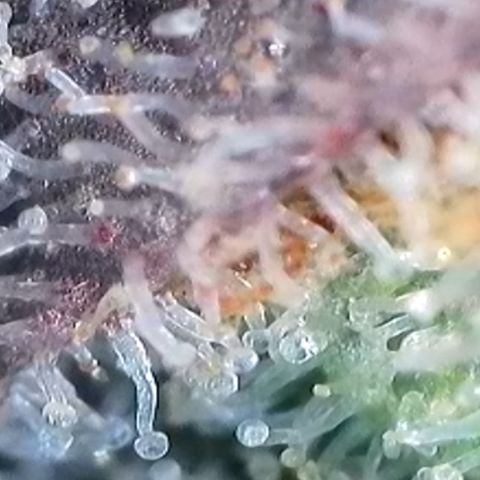Strawberry Amnesia #1 Scrog growlog timeline photo