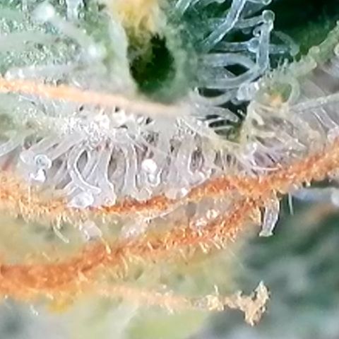 Strawberry Amnesia #1 Scrog growlog timeline photo