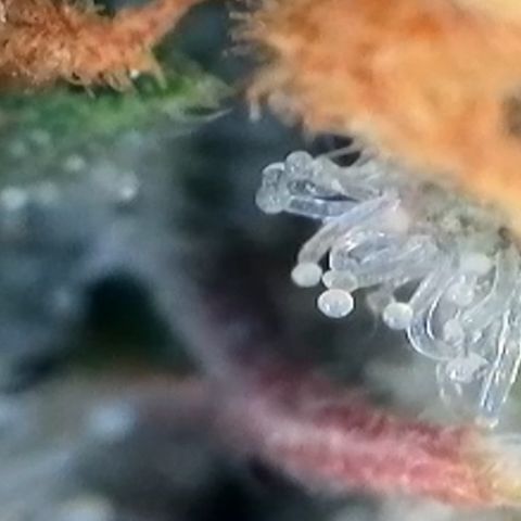 Strawberry Amnesia #1 Scrog growlog timeline photo