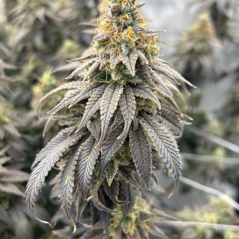 Strawberry Amnesia #1 Scrog growlog timeline photo
