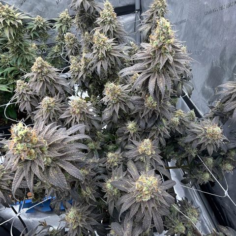 Strawberry Amnesia #1 Scrog growlog timeline photo