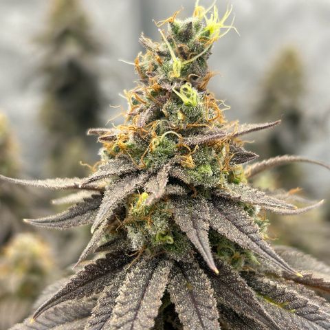 Strawberry Amnesia #1 Scrog growlog timeline photo