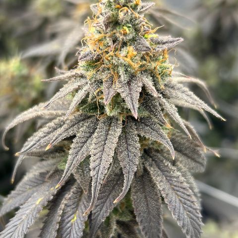 Strawberry Amnesia #1 Scrog growlog timeline photo