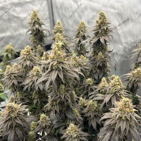 Strawberry Amnesia #1 Scrog growlog timeline photo
