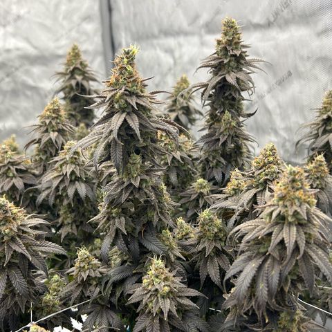 Strawberry Amnesia #1 Scrog growlog timeline photo