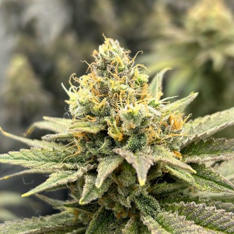 Strawberry Amnesia #2 Scrog growlog timeline photo