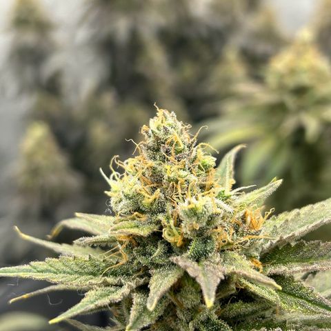 Strawberry Amnesia #2 Scrog growlog timeline photo