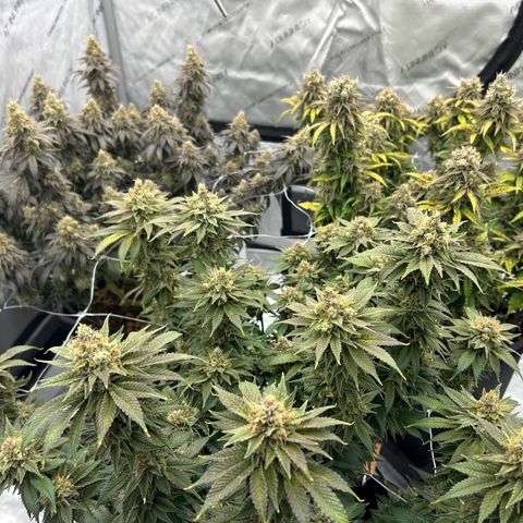 Strawberry Amnesia #2 Scrog growlog timeline photo