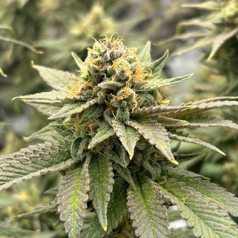 Strawberry Amnesia #2 Scrog growlog timeline photo