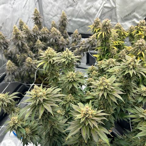 Strawberry Amnesia #2 Scrog growlog timeline photo