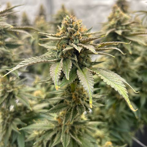 Strawberry Amnesia #2 Scrog growlog timeline photo