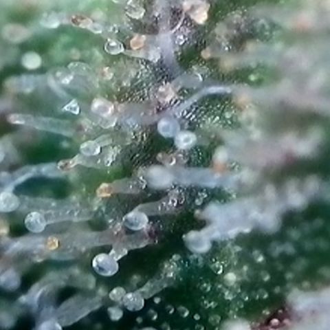 Strawberry Amnesia #2 Scrog growlog timeline photo