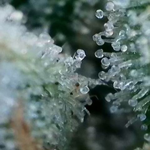 Strawberry Amnesia #2 Scrog growlog timeline photo