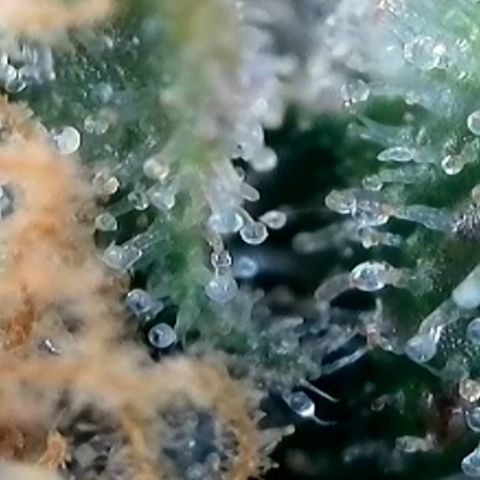Strawberry Amnesia #2 Scrog growlog timeline photo
