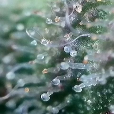 Strawberry Amnesia #2 Scrog growlog timeline photo