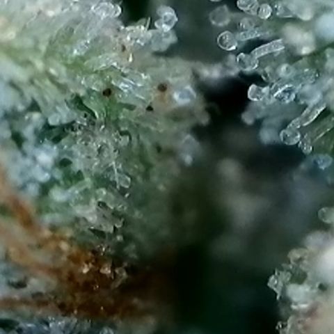 Strawberry Amnesia #2 Scrog growlog timeline photo