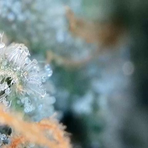 Strawberry Amnesia #2 Scrog growlog timeline photo