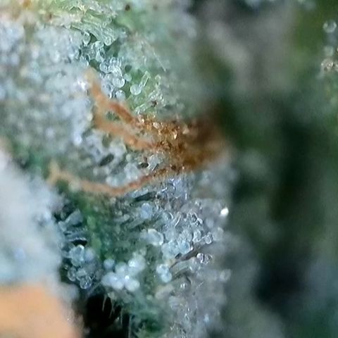 Strawberry Amnesia #2 Scrog growlog timeline photo