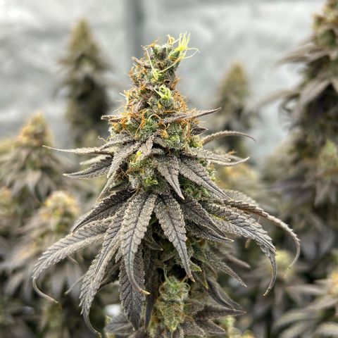 Strawberry Amnesia #1 Scrog growlog photo: Trichrome check
