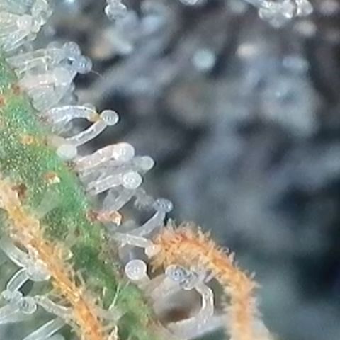 Strawberry Amnesia #1 Scrog growlog photo: Trichrome check