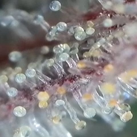 Strawberry Amnesia #1 Scrog growlog photo: Trichrome check