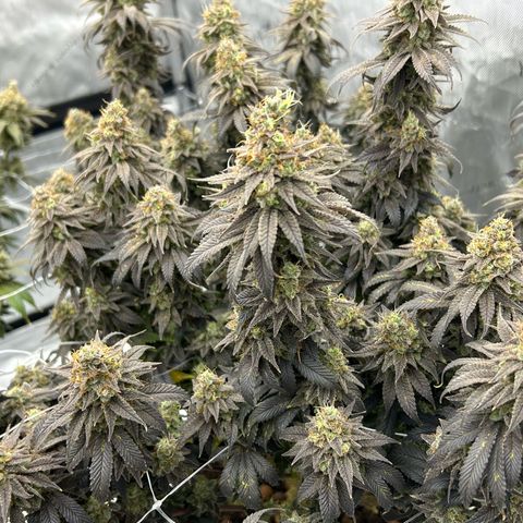 Strawberry Amnesia #1 Scrog growlog timeline photo