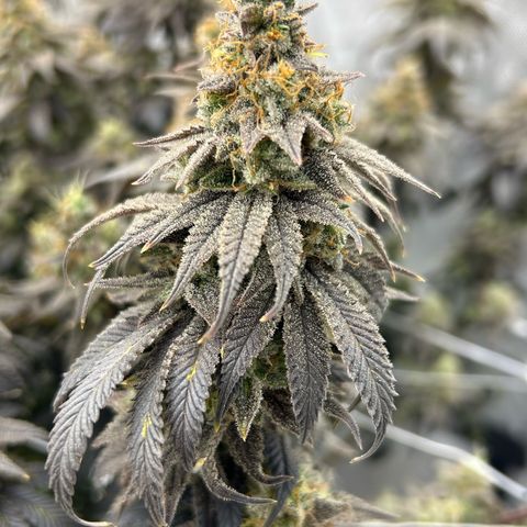 Strawberry Amnesia #1 Scrog growlog photo: Trichrome check