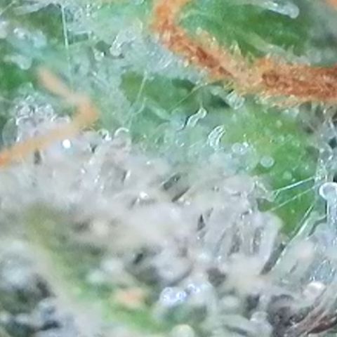 Strawberry Amnesia #1 Scrog growlog photo: Trichrome check