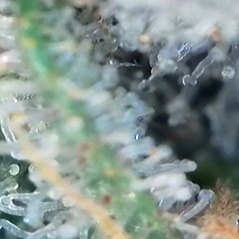 Strawberry Amnesia #1 Scrog growlog photo: Trichrome check