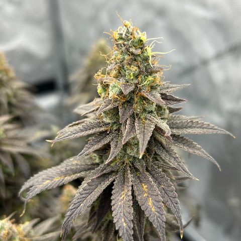 Strawberry Amnesia #1 Scrog growlog timeline photo