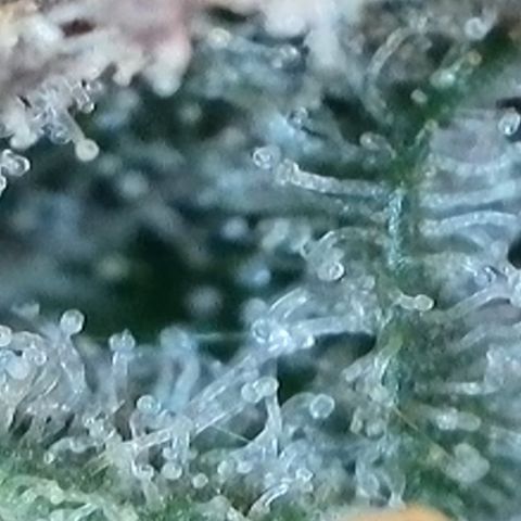Strawberry Amnesia #1 Scrog growlog photo: Trichrome check