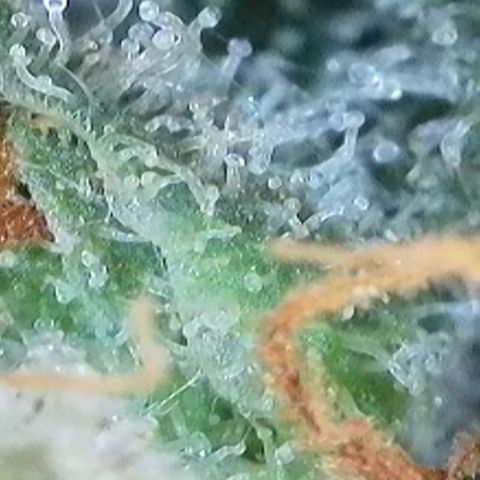 Strawberry Amnesia #1 Scrog growlog photo: Trichrome check