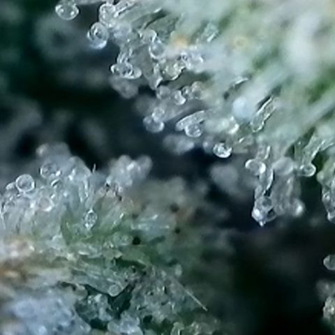 Strawberry Amnesia #2 Scrog growlog photo: Trichrome check 