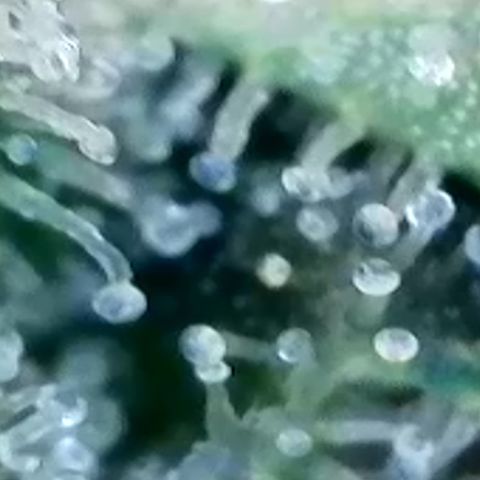 Strawberry Amnesia #2 Scrog growlog photo: Trichrome check 
