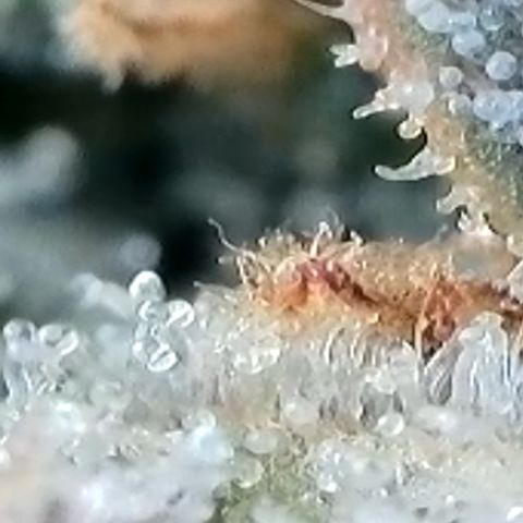 Strawberry Amnesia #2 Scrog growlog photo: Trichrome check 