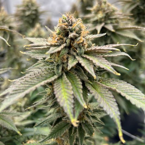 Strawberry Amnesia #2 Scrog growlog photo: Trichrome check 