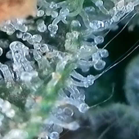 Strawberry Amnesia #2 Scrog growlog photo: Trichrome check 
