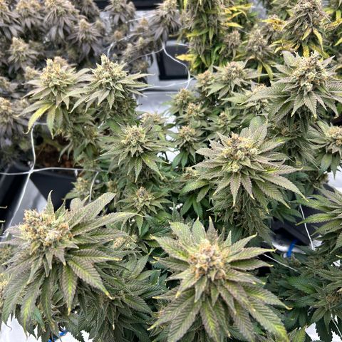 Strawberry Amnesia #2 Scrog growlog photo: Trichrome check 