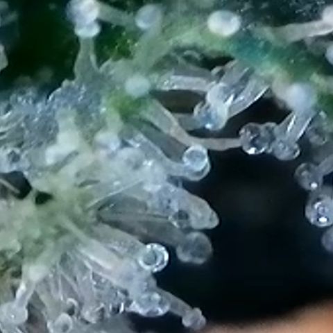 Strawberry Amnesia #2 Scrog growlog photo: Trichrome check 