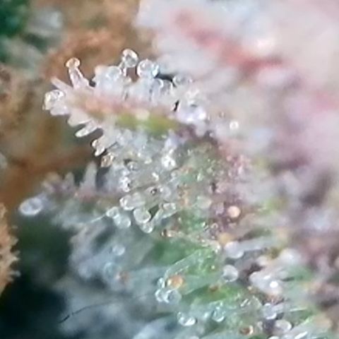 Strawberry Amnesia #2 Scrog growlog photo: Trichrome check 