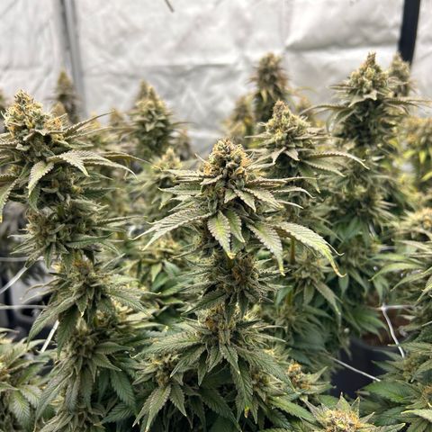 Strawberry Amnesia #2 Scrog growlog photo: Trichrome check 