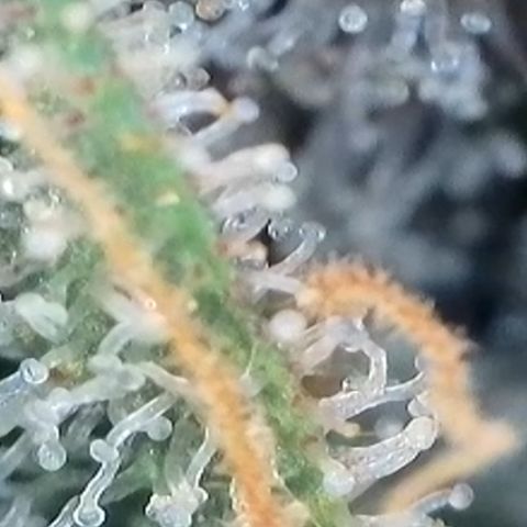 Strawberry Amnesia #1 Scrog growlog photo: Trichrome check