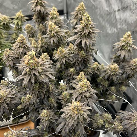 Strawberry Amnesia #1 Scrog growlog photo: Chop day