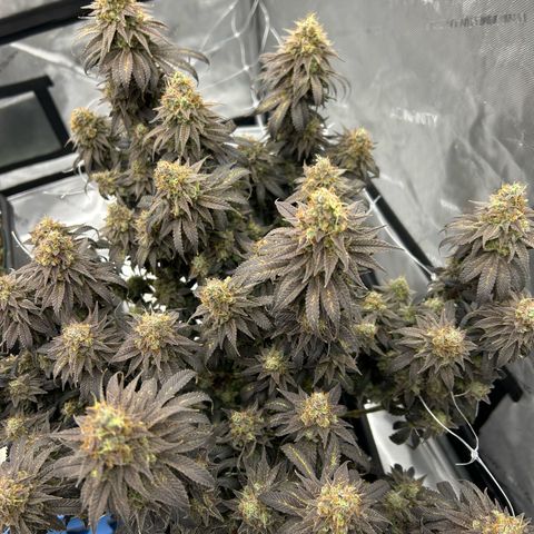 Strawberry Amnesia #1 Scrog growlog photo: Chop day